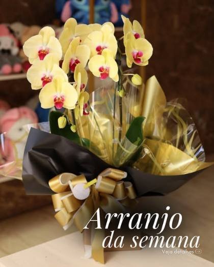 Arranjo de orquídeas amarelas da semana