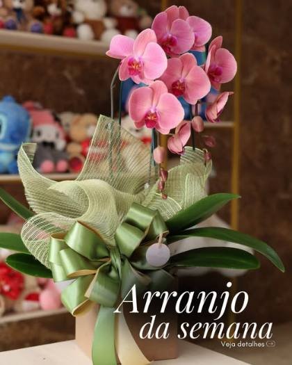 Arranjo de orquídeas rosa da semana